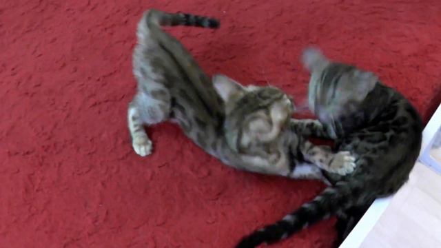 Питомник Bengalovod.ru представляет ролик "Бенгалята на диване" смотреть онлайн