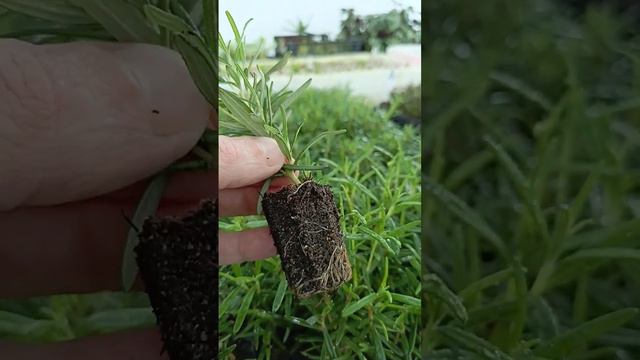 Укоренение розмарина смотреть онлайн