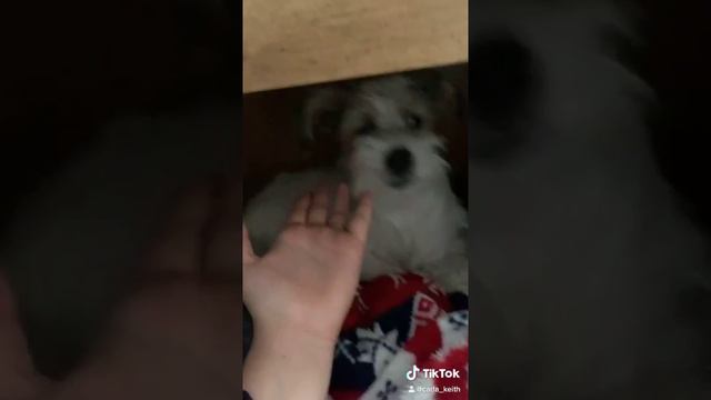 I lost my dog 💔 | Carla and Macie смотреть онлайн
