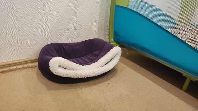 Погоня кота за собакой смотреть онлайн