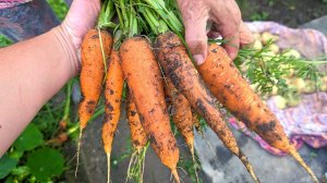 Лучший сорт моркови для выращивания в Средней полосе. Сладкая, хранится без проблем, дети ее обожают