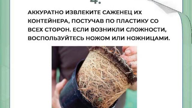 Как правильно садить саженцы смотреть онлайн