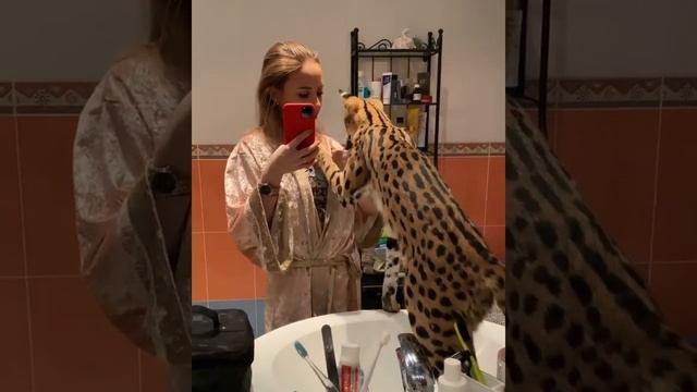 Кошка саванна смотреть онлайн