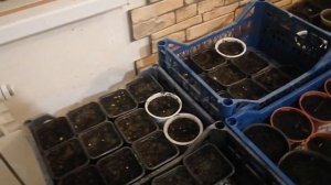 Как вырастить пальму Вашингтония из семян