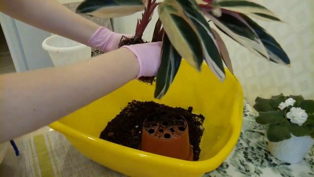 Комнатные растения Строманта Срочная пересадка смотреть онлайн