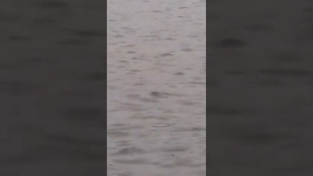 Ловим щуку на Селигере смотреть онлайн