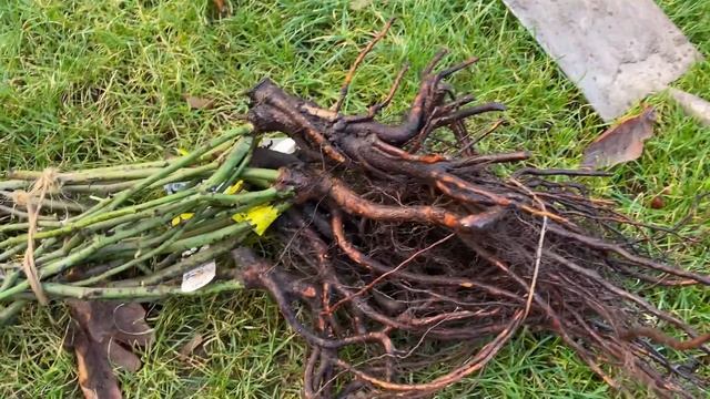 Weekly Home and Garden Vlog: Starting the New Year with 5 New David Austin Roses смотреть онлайн