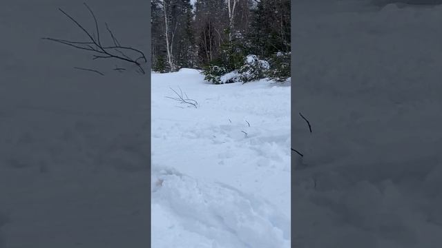 skandic swt 550 deep powder snow 2023 смотреть онлайн