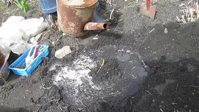 Как посадить парковую #розу? смотреть онлайн