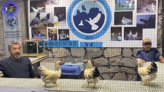 köy tavuğu - PLEYMUT yarka Ankara Tavuk Mezatı ihale 2023 70 смотреть онлайн