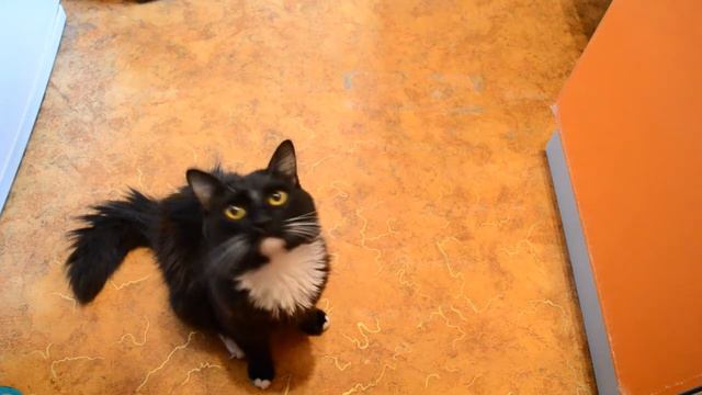 Joseph and Simona predict the results of today's matches. смотреть онлайн