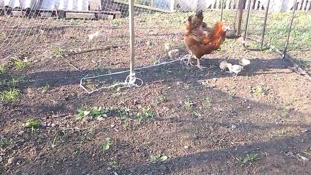 Квочка,  Индоутки и итоги_инкубации...