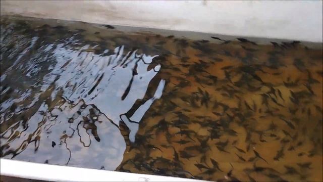 Сравнение темпов роста малька Стерляди, СтерБела и СтерКи смотреть онлайн