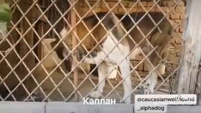 Кадыркентский Каплан. Архив 2020г смотреть онлайн