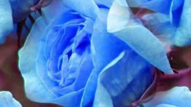 Синие цветы