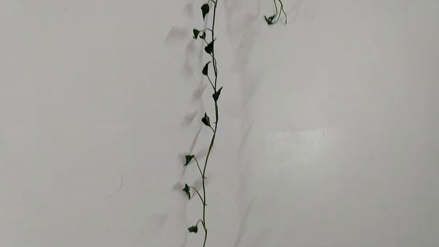 Weird Shangri-la Epipremnum + Free Pothos Hoard For Sale Etsy RedneckShrek смотреть онлайн