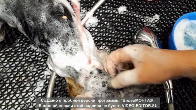 Гигиенические процедуры. Йоркширский терьер. Видео №2 Мытье собаки смотреть онлайн