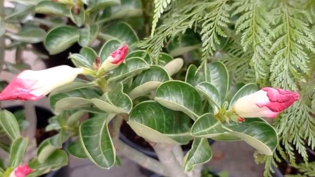 Live: TUDO SOBRE ROSA DO DESERTO. Nossas dicas sobre essa planta maravilhosa. смотреть онлайн