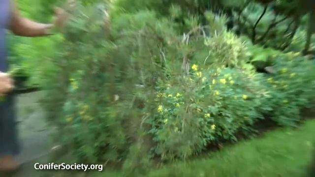 Jack Pine - Pinus Banksiana ' Uncle Fogy' American Conifer Society 1