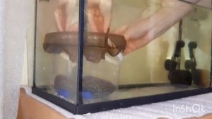 как сделать инкубатор для икры.(перенос икры из аквариума в инкубатор)