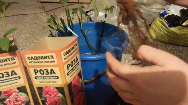 Замачивание чайно-гибридных роз перед посадкой смотреть онлайн