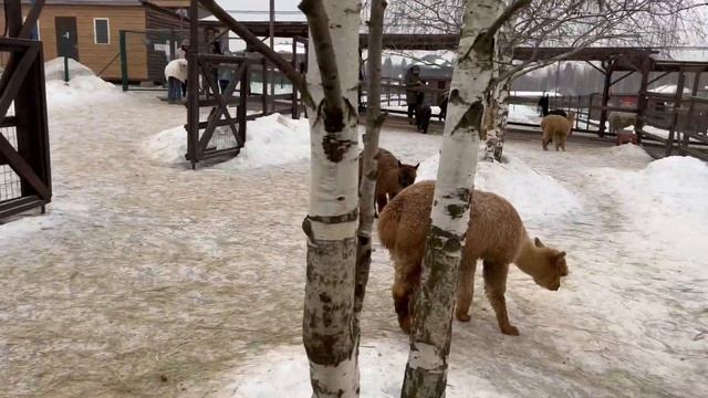 МИЛЫЕ АЛЬПАКИ, ЛАМЫ, ШОТЛАНДСКИЕ КОРОВЫ И КРОЛИКИ. ФЕРМА "РОССИЙСКИЕ АЛЬПАКИ" смотреть онлайн
