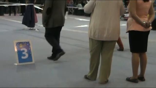 15.11.15 Дельта-Пал, ринг уиппетов смотреть онлайн