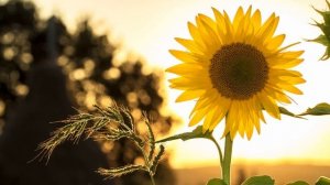 ОШО. ОСОЗНАНОСТЬ ПРОСВЕТЛЕНИЕ