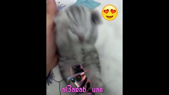 котёнок держится за голову и кричит (оригинал) смотреть онлайн