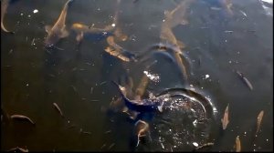 Рыба в Чернобыле - огромные сомы