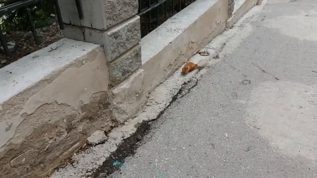 Любопытная белка в Алматы смотреть онлайн