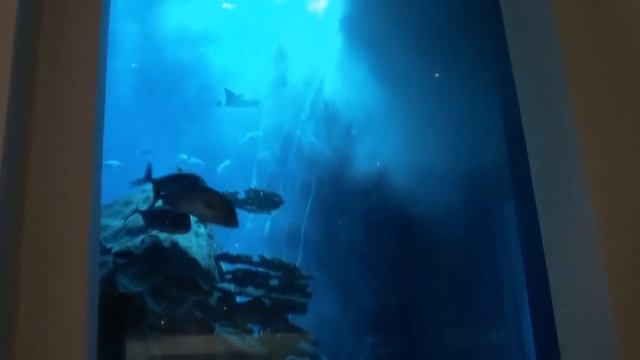 The Dubai Mall (Аквариум Дубай Молл) 2012