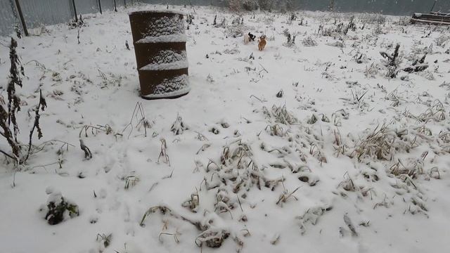 #ПИТОМНИКРКФМАРИМИСТИК ПРОДАЮ ЩЕНКОВ ЧИХУА . ПРИВИТЫ , ЧИПИРОВАНЫ , ГУЛЯЮТ / ДОКУМЕНТЫ , КЛЕЙМА РКФ смотреть онлайн