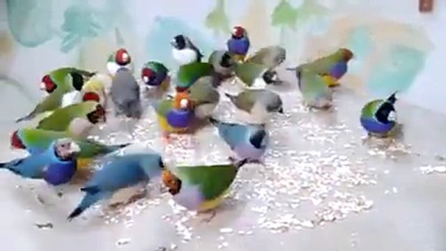 Some Goldean finches collection смотреть онлайн