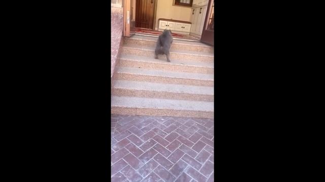 Can you resist laughter long enough? смотреть онлайн