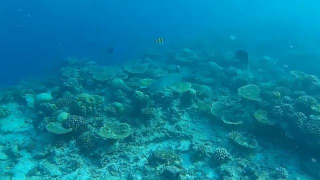 Снорк. Акулы. Snorkeling. Sharks Ellaidhoo Maldives by Cinnamon смотреть онлайн