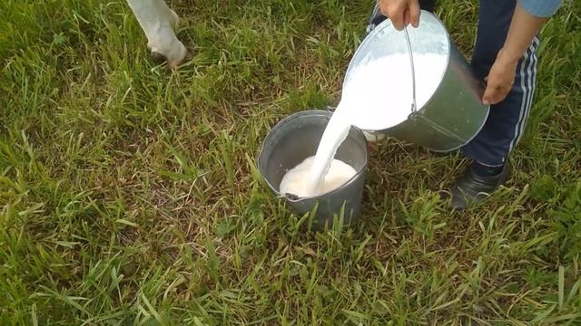 Сколько даёт молока корова? смотреть онлайн