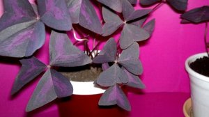 Уход и Выращивание КИСЛИЦЫ Комнатной в Домашних Условиях