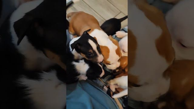 человек собаке друг #dog #puppy #puppylove смотреть онлайн