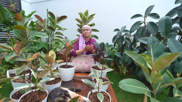 FICUS ELASTICA VARIEGATA, FUCUS BURGUNDY, FICUS TINNEKE, FICUS RUBY | TRENDING PLANT