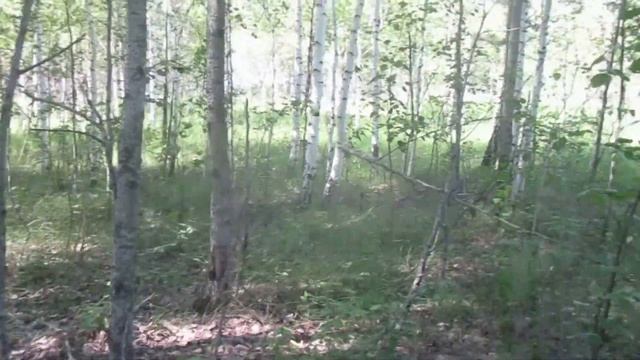 Грибы #загрибами #грибы2023 #лесныегрибы #грибыподберёзовики #грибнойсезон