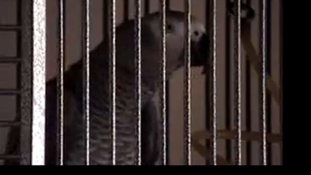 Bongo Kitty смотреть онлайн