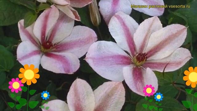 Клематис гибридный Ян Павел 2. Краткий обзор, описание характеристик clematis Jan Pawel II смотреть онлайн