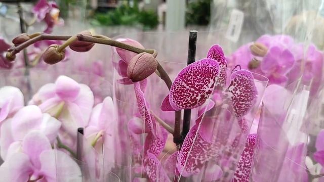 №473/ ШИКАРНЫЕ, СВЕЖИЕ орхидеи и САДОВЫЕ растения в ПЛАНЕТА ЛЕТА смотреть онлайн