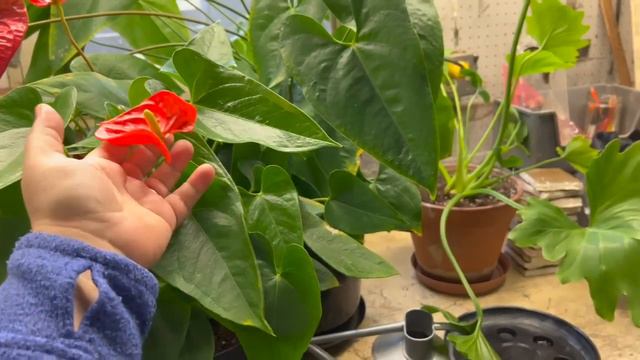 РАСПРОДАЖА здесь живёт художник фотограф коллекционер Накупили Много Интересного #OlyaSineevaUSA смотреть онлайн