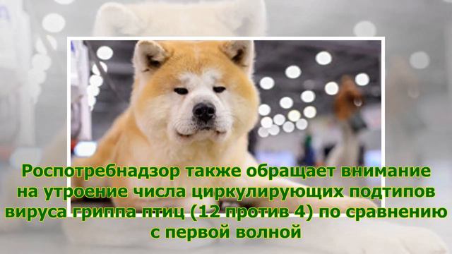 Роспотребнадзор усилил контроль у границ России из-за птичьего гриппа смотреть онлайн