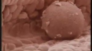 ПУТЕШЕСТВИЕ ЯЙЦЕКЛЕТКИ