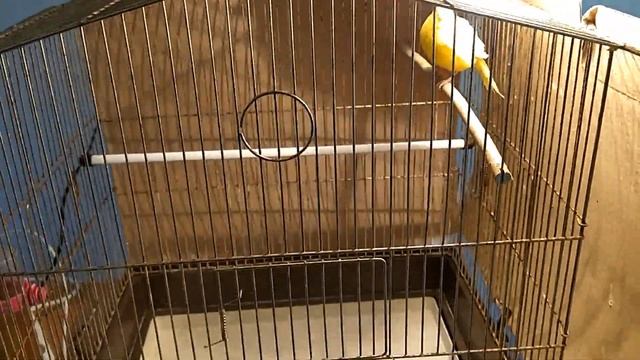 Разведение канареек. Третья кладка. Проблемы продолжаются. часть 2 смотреть онлайн
