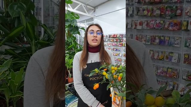 Садовый центр Росток Краснодар ул 40-летия Победы 129/2 смотреть онлайн