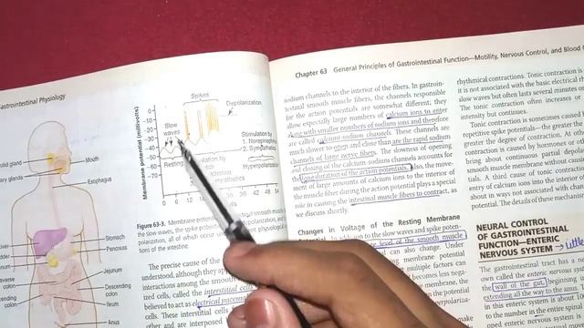 Guyton physiology chapter 63 revision || Gastrointestinal physiology || GIT functions and motility смотреть онлайн